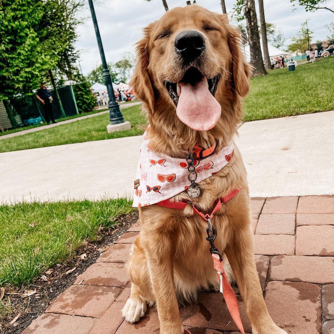 g_r_buddy1's tweet photo. That weekend feeling ๐
.
.
Credit: @_twogoodpups_
#dogsinbandanas #adventuredog #goldenretriever #goldenretrieverpuppy #goldenretrieversoftwitter #goldenretrieverworld #bandanaoftheday #goldengirl #goldenretrieverlover https://t.co/LQ0cZqrgJg