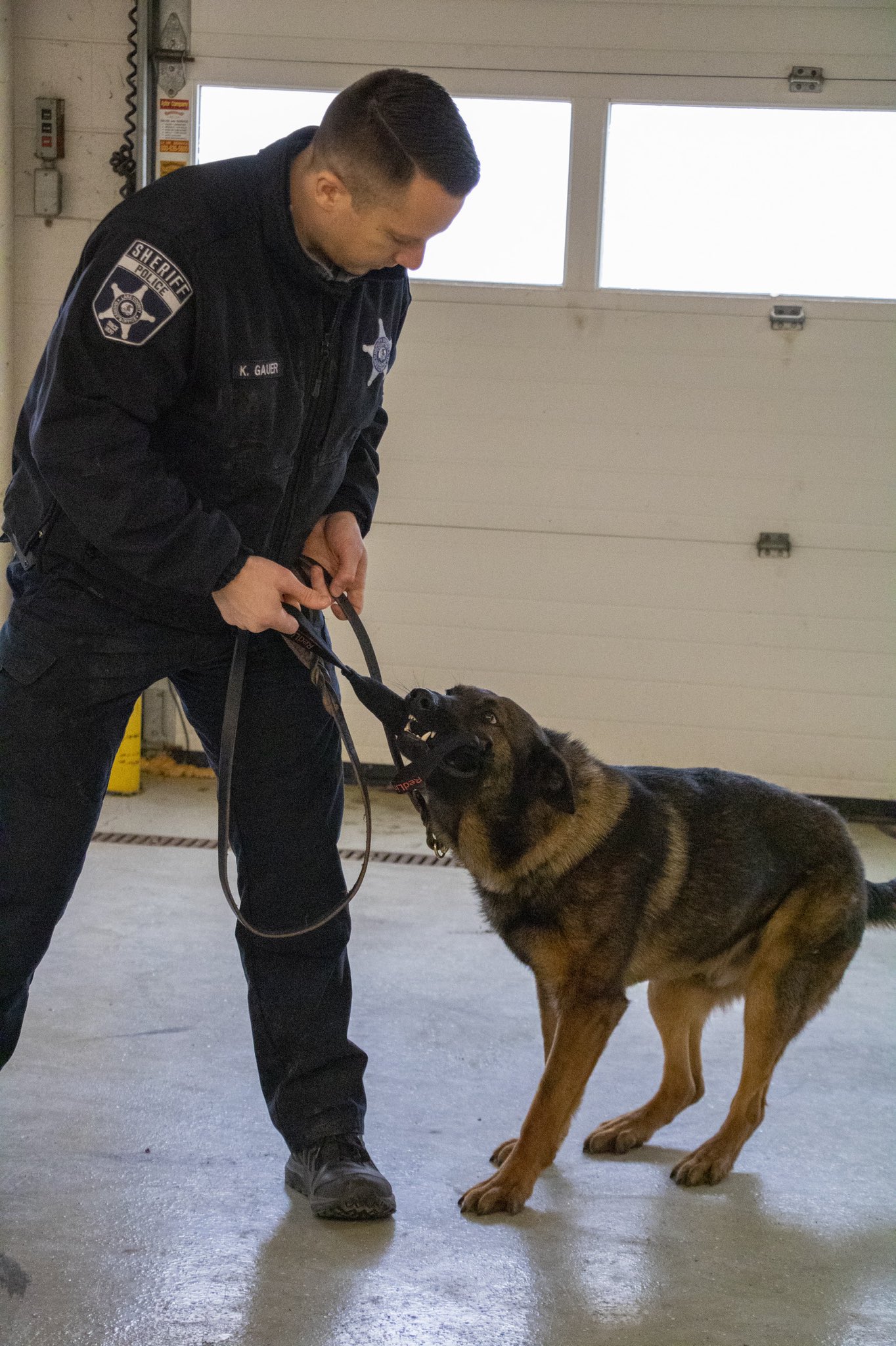 How Do K9 Dogs Track