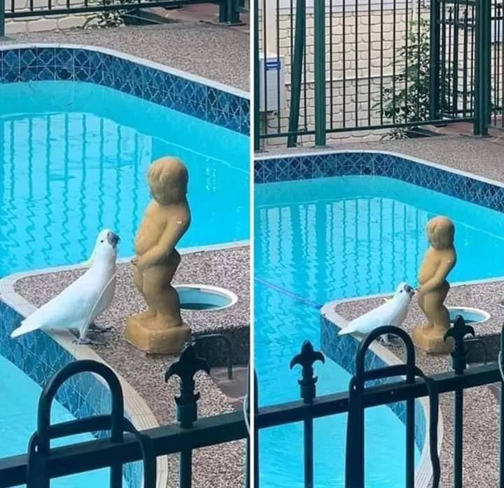 Cockatoos are degenerates