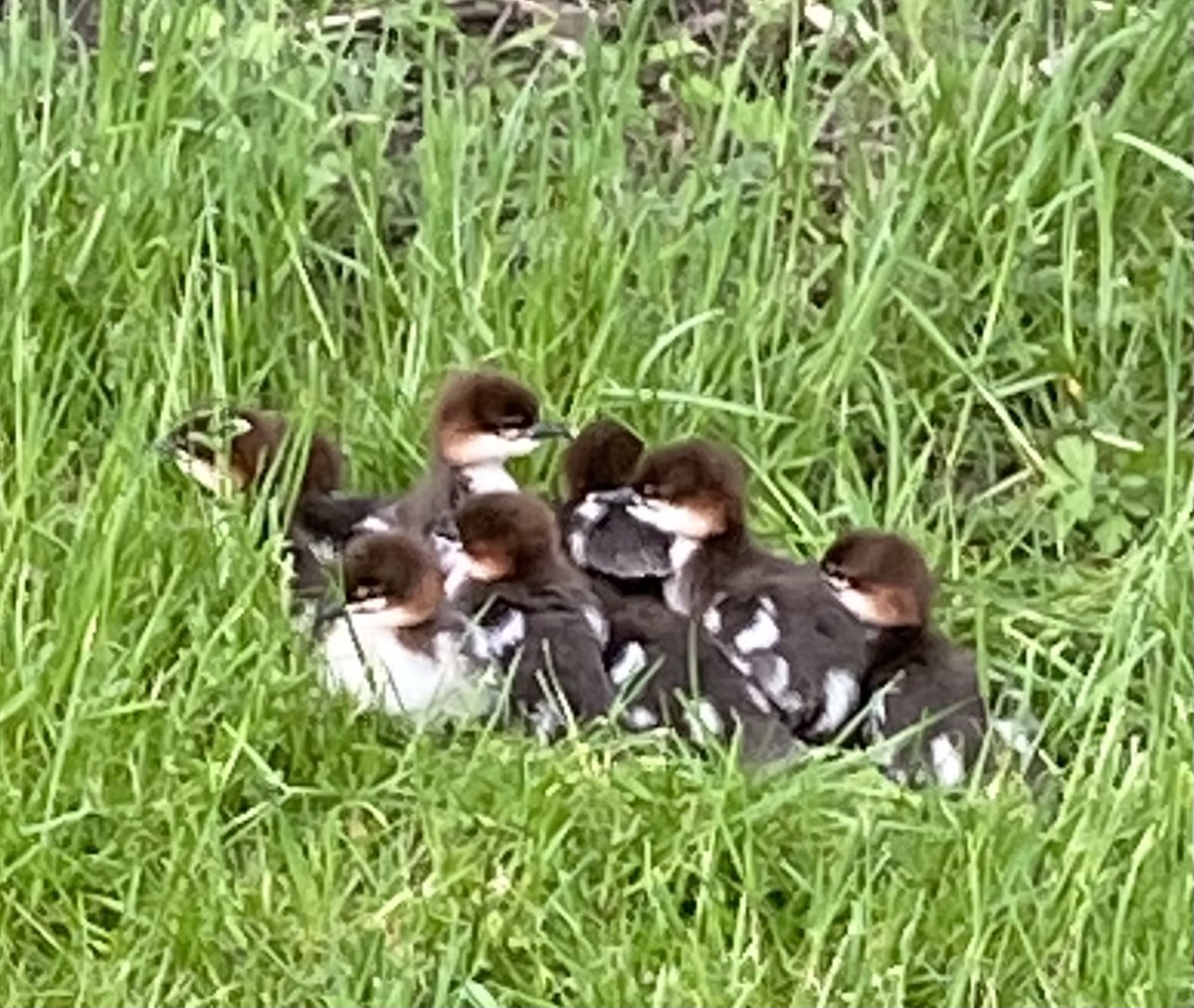 ChristinaMAbt's tweet image. Sharing this sweet image of newborn goslings I met on my walk today.
One week after such terribly tragic losses in our community, grateful to be reminded of the simple joys of life.
#BuffaloStyle