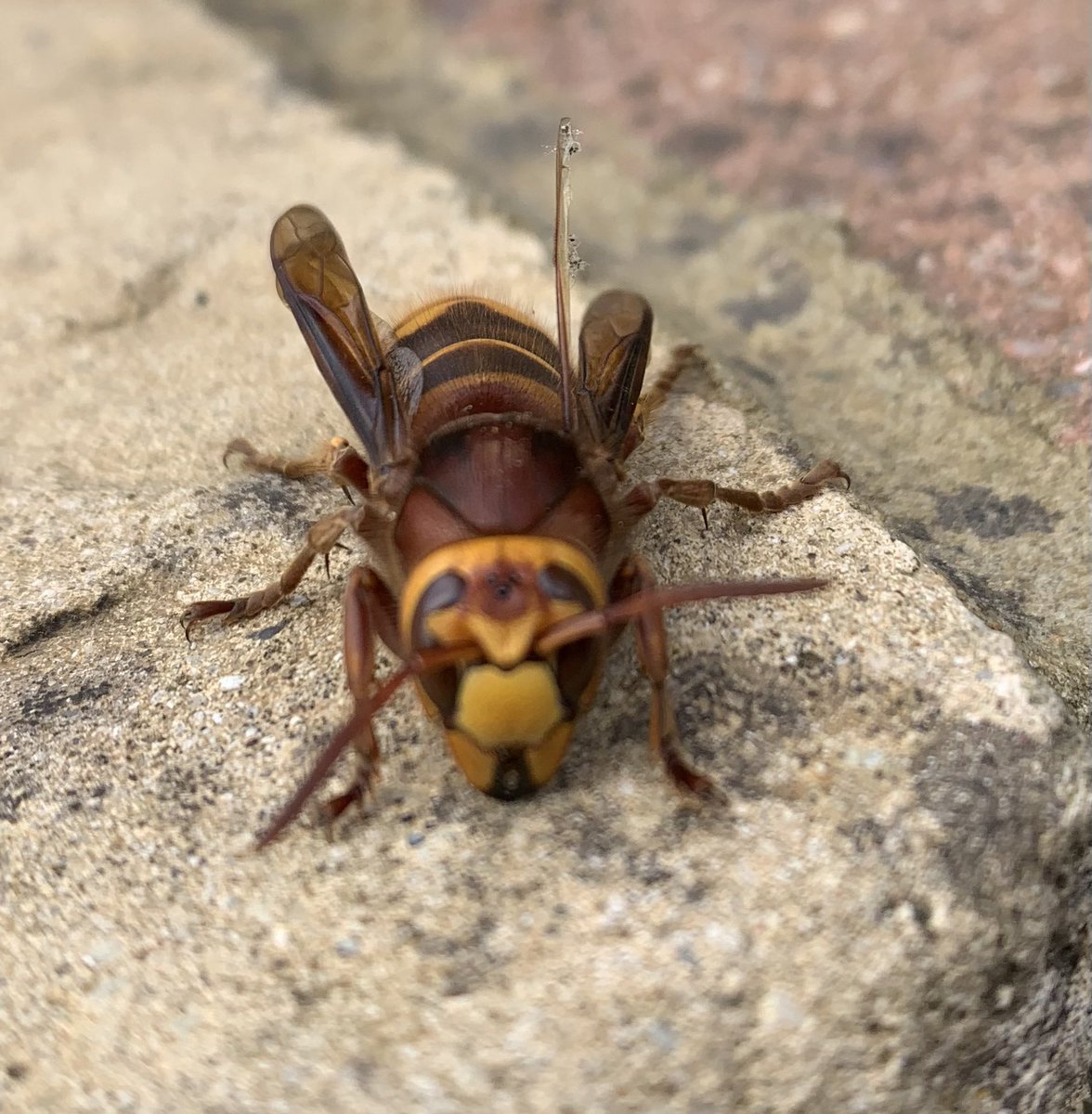 nickiewren's tweet photo. This insect landed in the garden with a thump! Anyone know what it is? #insects #nature #mystery https://t.co/r0GTIGmxYQ