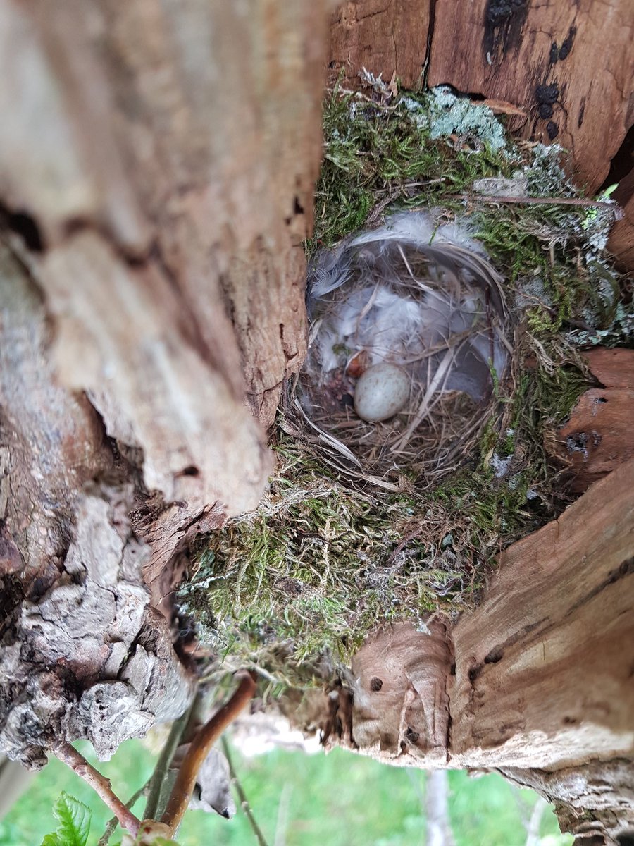 BirderSouth's tweet photo. Spotted flycatcher has started co Durham @SpotyFlycatcher https://t.co/O2gQf40mvP