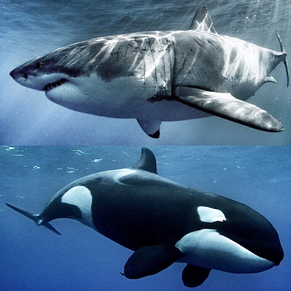 ABC4EXPLORE's tweet photo. Sad &amp; unfortunate news that another Great White Shark has been killed by Orcas here in South Africa. My favorite sharks are really having a tough time these days with pressure on all sides &amp; the livelihood of these iconic predators continues to dwindle &amp; degrade. WTF… https://t.co/G1kUynQ0bf