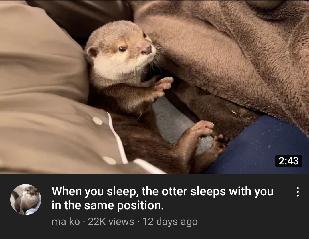 she looks like a chihuahua