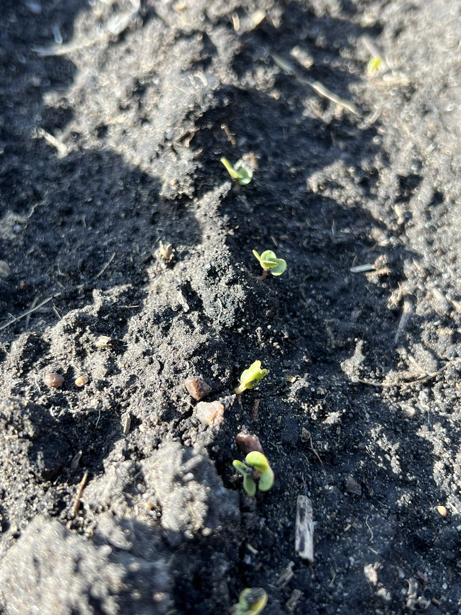 HobbyFarmerMatt's tweet photo. #canola breaking ground #LR344PC #planter https://t.co/WaLckF9ymq