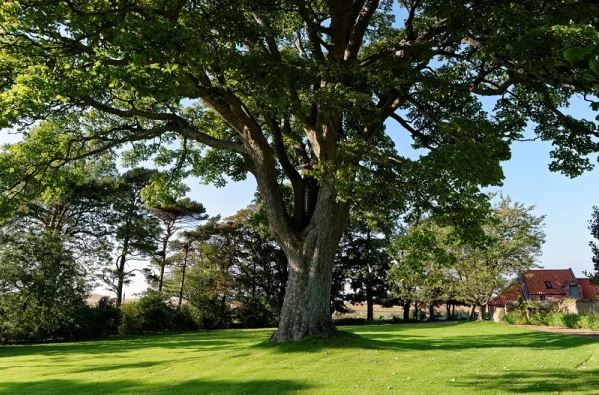 SteinTreeDe's tweet image. Your landscape need some TLC this #Spring! We have put together a list of the top 10 things you need to do this spring to keep your landscape beautiful and valuable. Take action today! bit.ly/3kwymte #SpringTreeCare