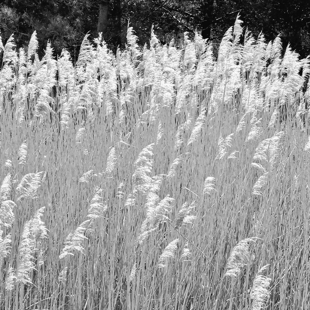 andreanhj's tweet photo. immersed in the swish and the sway of these beautiful grasses #WalkingThinking #noticing https://t.co/oV5Y4V7ceQ