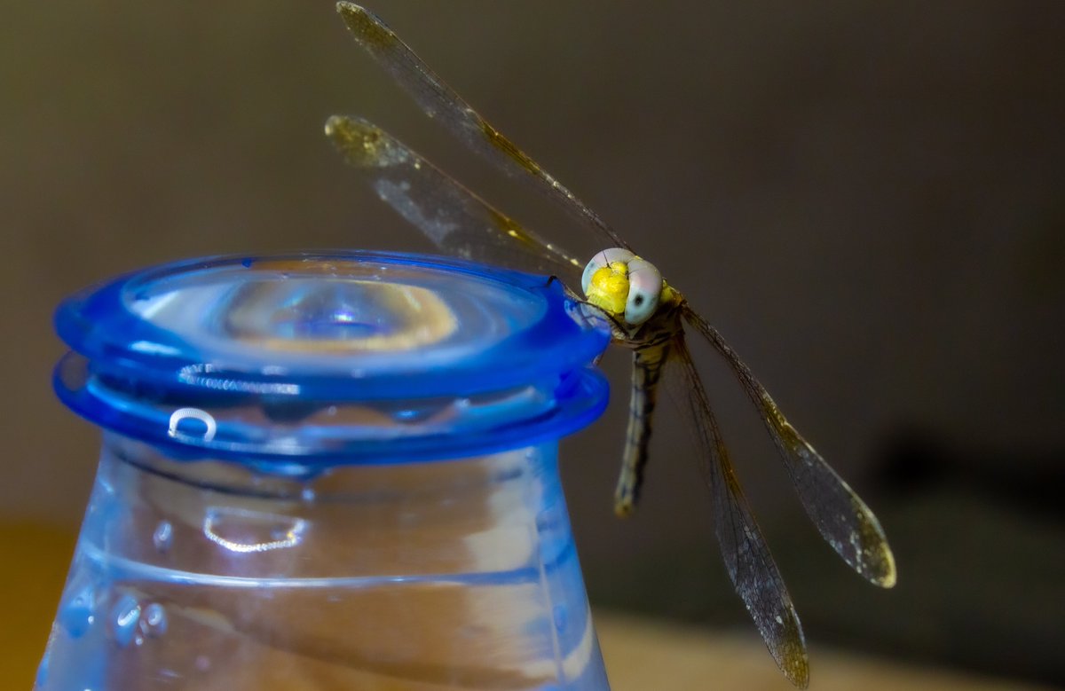 wal33do's tweet photo. Dragonfly portrait
@ericteichmiller @EyadHashim1 @littlemore20 @jjays_captions @DailyPicTheme2 @grey1217 @pix_by_joshua @BraydenCreation @andyp_foto @OS_Photography_ @jo_annie42 @jamesatruett
#closup #photography #artist #PHOTOS #photooftheday #NaturePhotography https://t.co/ckTCnSavsG
