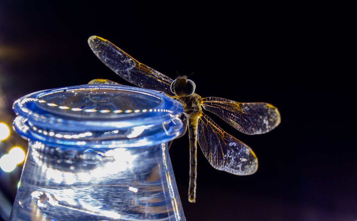 wal33do's tweet photo. Dragonfly portrait
@ericteichmiller @EyadHashim1 @littlemore20 @jjays_captions @DailyPicTheme2 @grey1217 @pix_by_joshua @BraydenCreation @andyp_foto @OS_Photography_ @jo_annie42 @jamesatruett
#closup #photography #artist #PHOTOS #photooftheday #NaturePhotography https://t.co/ckTCnSavsG
