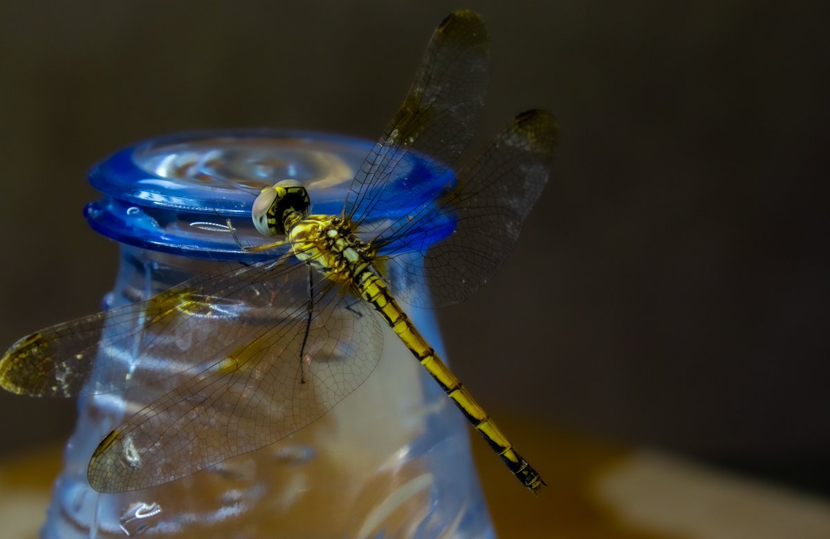 wal33do's tweet photo. Dragonfly portrait
@ericteichmiller @EyadHashim1 @littlemore20 @jjays_captions @DailyPicTheme2 @grey1217 @pix_by_joshua @BraydenCreation @andyp_foto @OS_Photography_ @jo_annie42 @jamesatruett
#closup #photography #artist #PHOTOS #photooftheday #NaturePhotography https://t.co/ckTCnSavsG