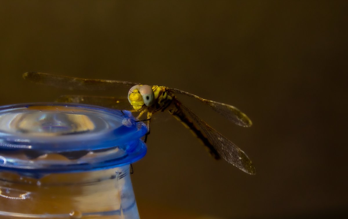 wal33do's tweet photo. Dragonfly portrait
@ericteichmiller @EyadHashim1 @littlemore20 @jjays_captions @DailyPicTheme2 @grey1217 @pix_by_joshua @BraydenCreation @andyp_foto @OS_Photography_ @jo_annie42 @jamesatruett
#closup #photography #artist #PHOTOS #photooftheday #NaturePhotography https://t.co/ckTCnSavsG