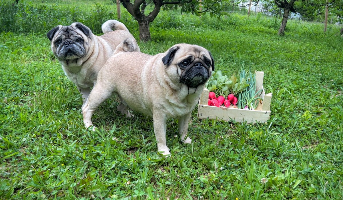 Maurice_the_Pug's tweet photo. I’m so excited guys! This year I started my first garden! I’m so proud because we had zero experience. 😂Here are my freshly picked onions, garlic and radishes. Check out my video:
https://t.co/FPS7YeJZ70 #MauricethePug #TheUniverseofMaurice #BubbleThePug #onion #garlic #radish https://t.co/wIkb3PrHXb