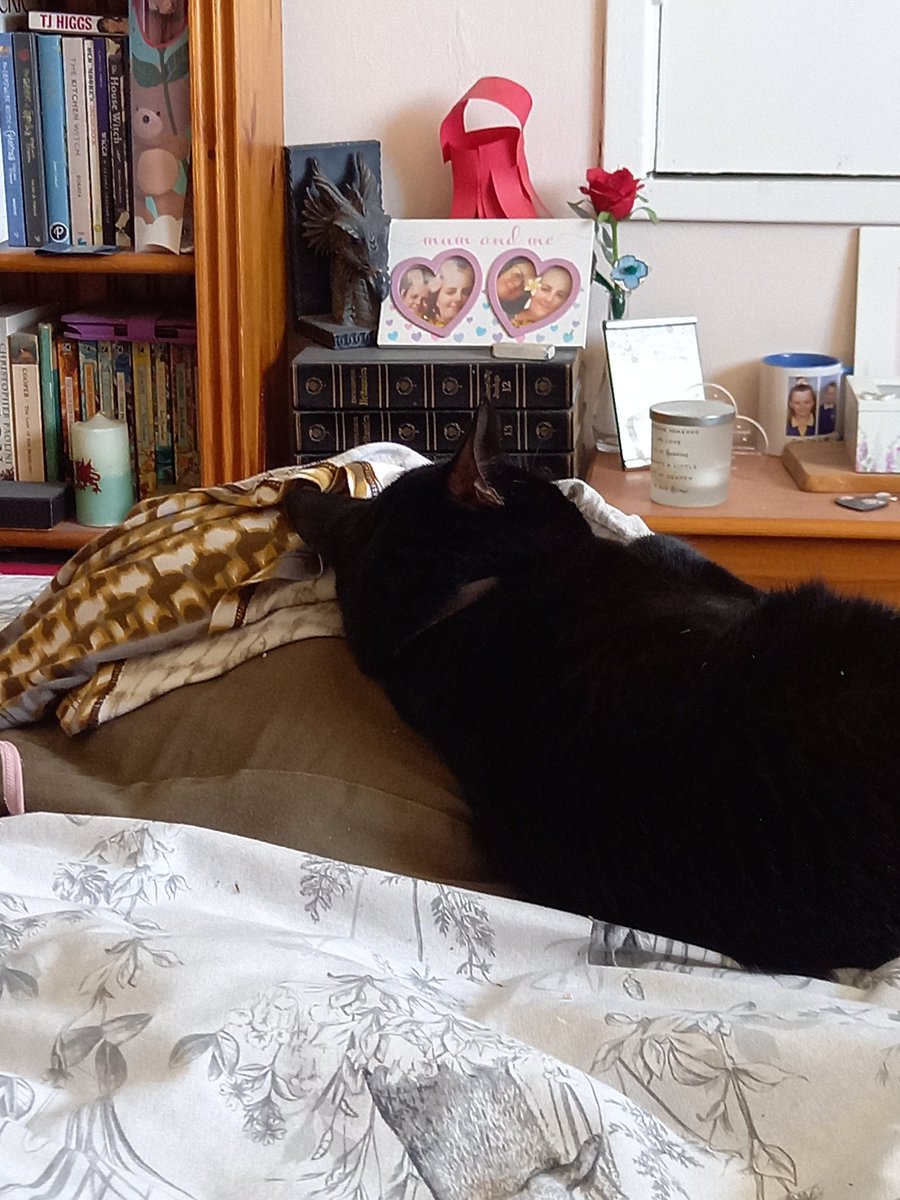 lindavigors5's tweet photo. When you put some clothes on the bed ready to put them away and Mosi finds them. He's even arranged my top to make it more comfy for himself. #rewash #Caterday https://t.co/DRXfbMNhGx