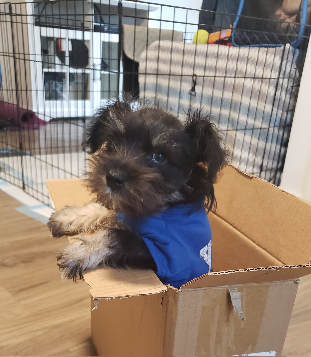 jadecomm's tweet photo. #minischnauzer think I can return him to Amazon? This little dude is a handful!#PuppetBoss https://t.co/u4X1fDtwKC
