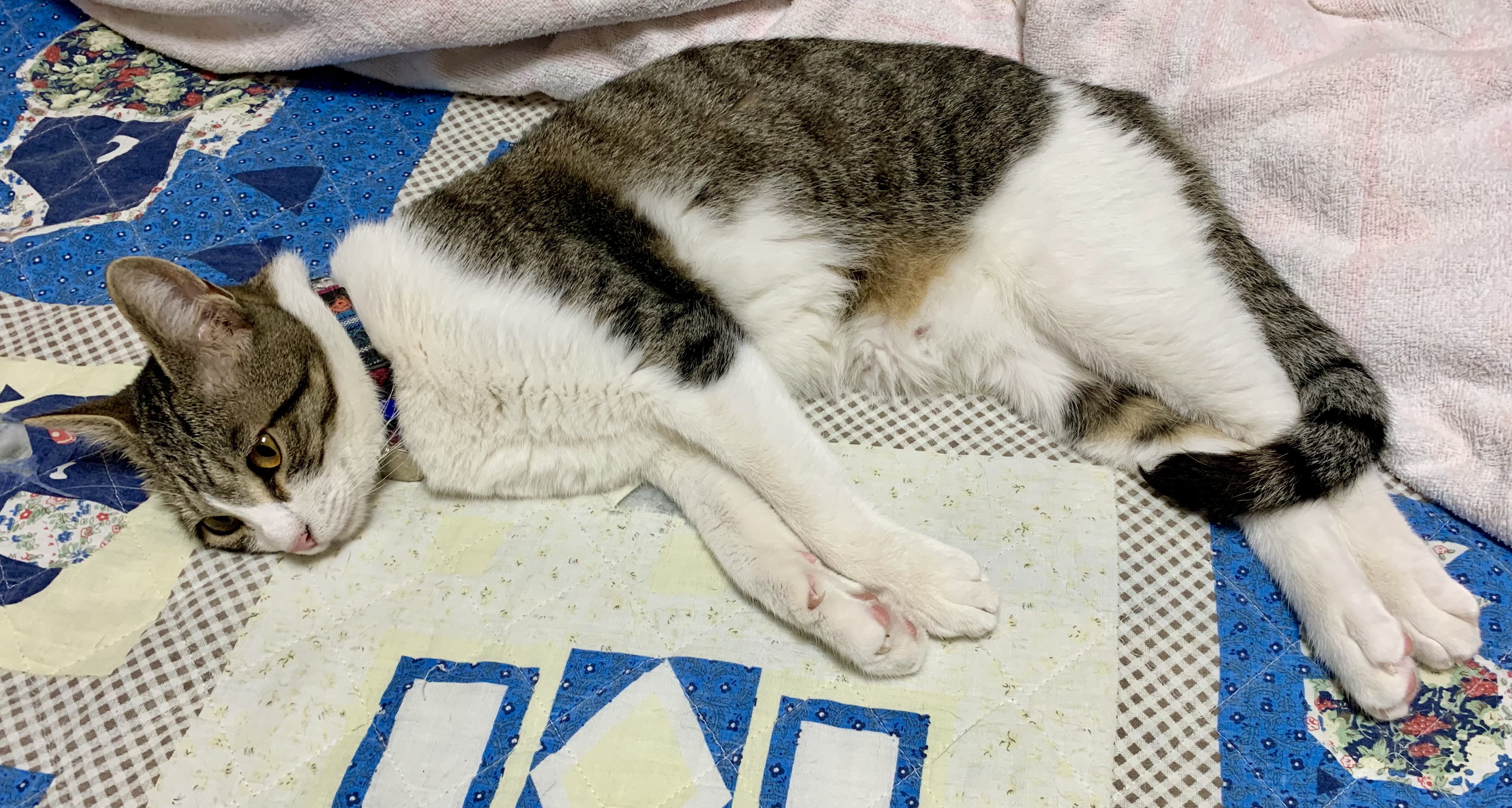 琥珀ベイビー 横たわるシブキッコスと お座りするシブキッコス 猫 猫好きさんと繋がりたい 猫写真 T Co Savp3rfauv Twitter