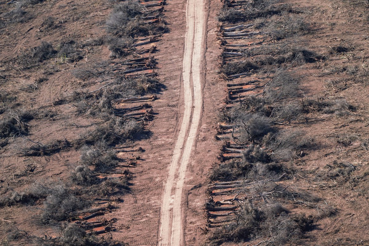 DOLOR  💔 

Esto pasa en el norte de nuestro país: el avance de la industria agropecuaria está destruyendo bosques, hogar y sustento de comunidades y especies. ¿Hasta cuándo van a permitir los desmontes sin control? ❌ #DestruirBosquesEsUnCrimen 

📸 Alejandro Espeche/Greenpeace