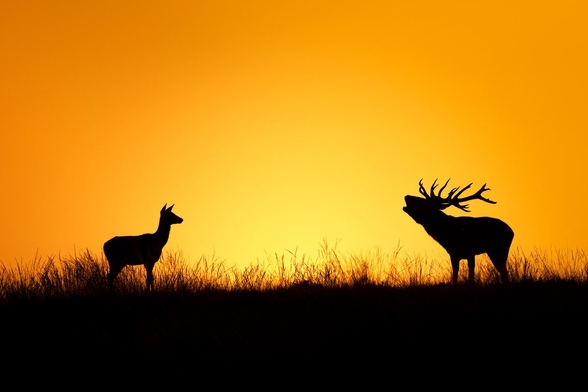 Red deer (Cervus elaphus)
Few yoars ago i was experiencing red deer rut for the first time ever and i photographed this silhouette of red deer  stag ruting and female is reacting to him in Netherlands.
#reddeer #red_deer
#reddeerstag #rut #rutting
#Netherlands #silhouette
