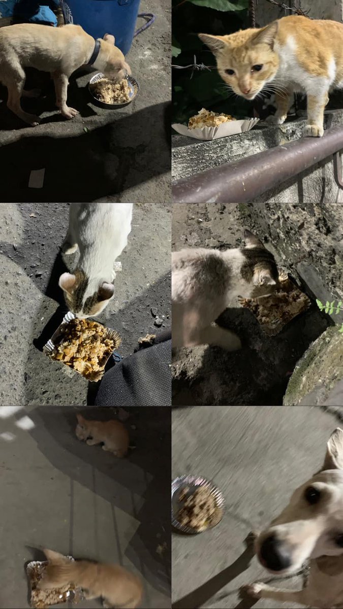 kingmdaftabalam's tweet photo. #TATGivingDays @trippinapes @EmmaLeguin 

Operation FSDC: Feed Stray Dogs/Cats

Me and My friends are scholars of our city, we received money from the government and sometimes there are excess money that we don't need to use and we use it to feed stray cats and dogs. https://t.co/ARZgbvYkOB