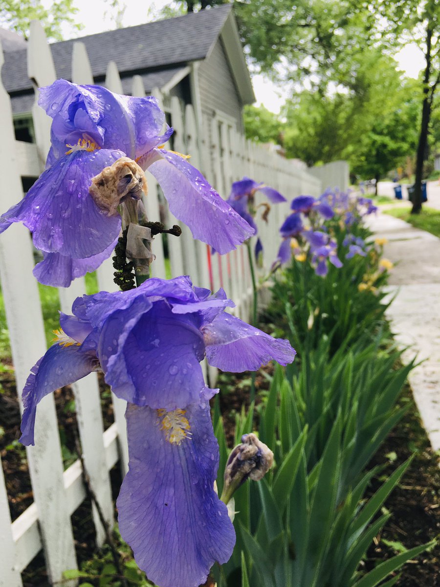 romania007's tweet photo. #purple #burple #iris #irisseason #midwestspring #springinbloom #lfk https://t.co/kzAvrMeSh7