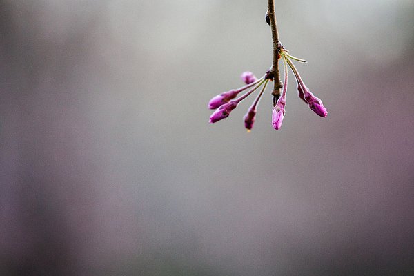 New artwork for sale! - "Pink Buds of Spring" - fineartamerica.com/featured/pink-… <a href="/fineartamerica/">Fine Art America</a>