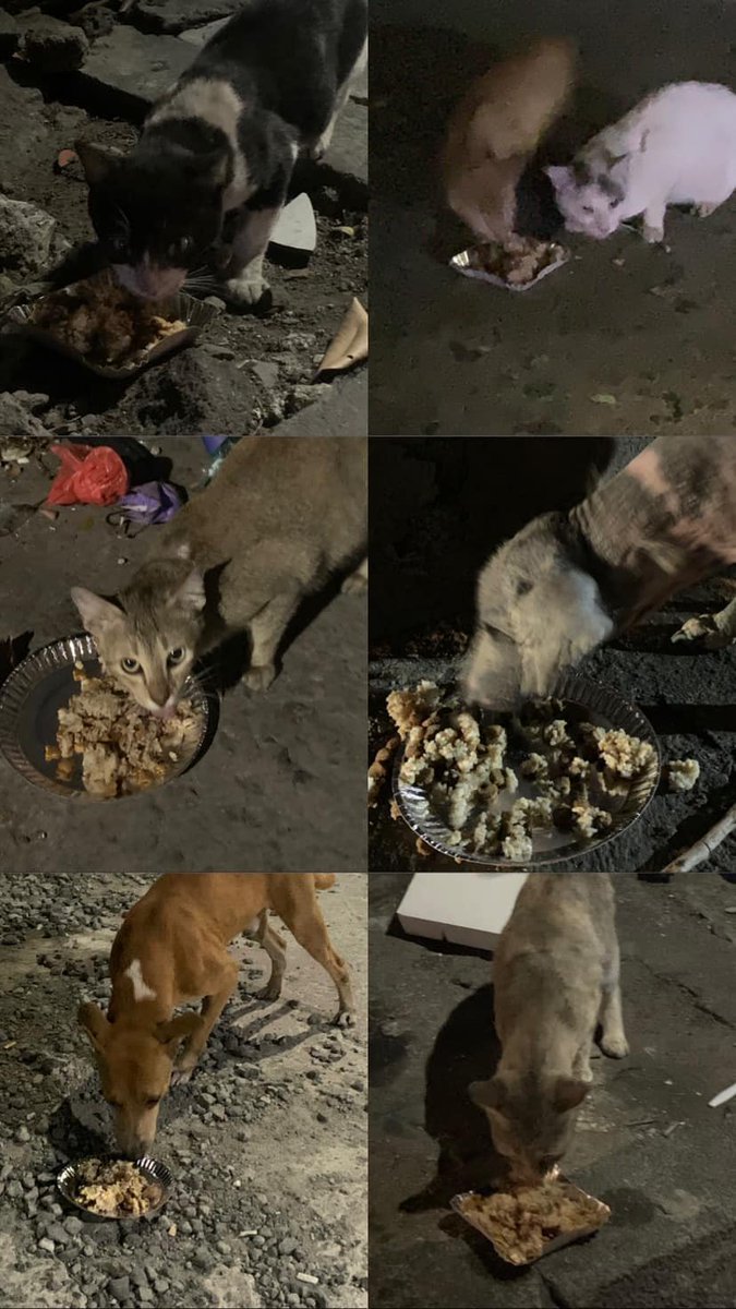 kingmdaftabalam's tweet photo. Here in the my country there are alot of stray cats and dogs that are dying in the street because of hunger sometimes you can see them eating garbage we want to adopt them but we are still student and can't make a shelter for all of them. https://t.co/k9X42GvcNA