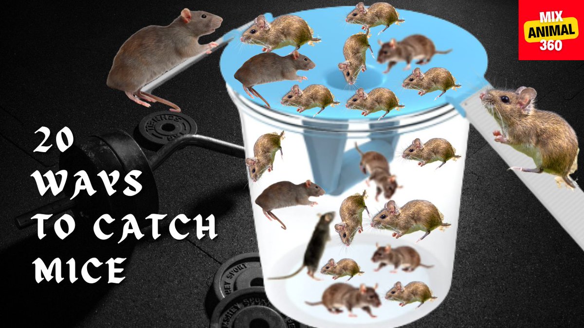 JackBar39157516's tweet photo. Mouse trap, best rat trap https://t.co/HpZ7daUcri via @YouTube https://t.co/byJ2JGQYFa