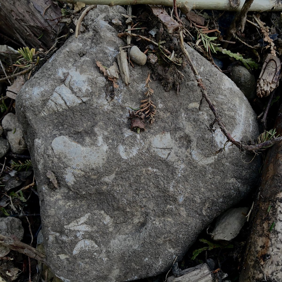 dawnbazely's tweet photo. @manitoulinbrew @man_expositor @IslandStreams @AM_ONDP @YorkUScience @ShelleyArnott @MINICanada Final tweet about one of the 1st 15 in-person #OUPFB field courses since 2019, celebrates Mnidoo Mnis.
My 1st ever week-long #FieldCourse (@UofT Geog) was on #ManitoulinIsland in 1979 🥰

All IRL field courses were cancelled Feb 2020.
Half are back: https://t.co/rpeiCkwkZE
#ONpse https://t.co/BCfAzNWMsF