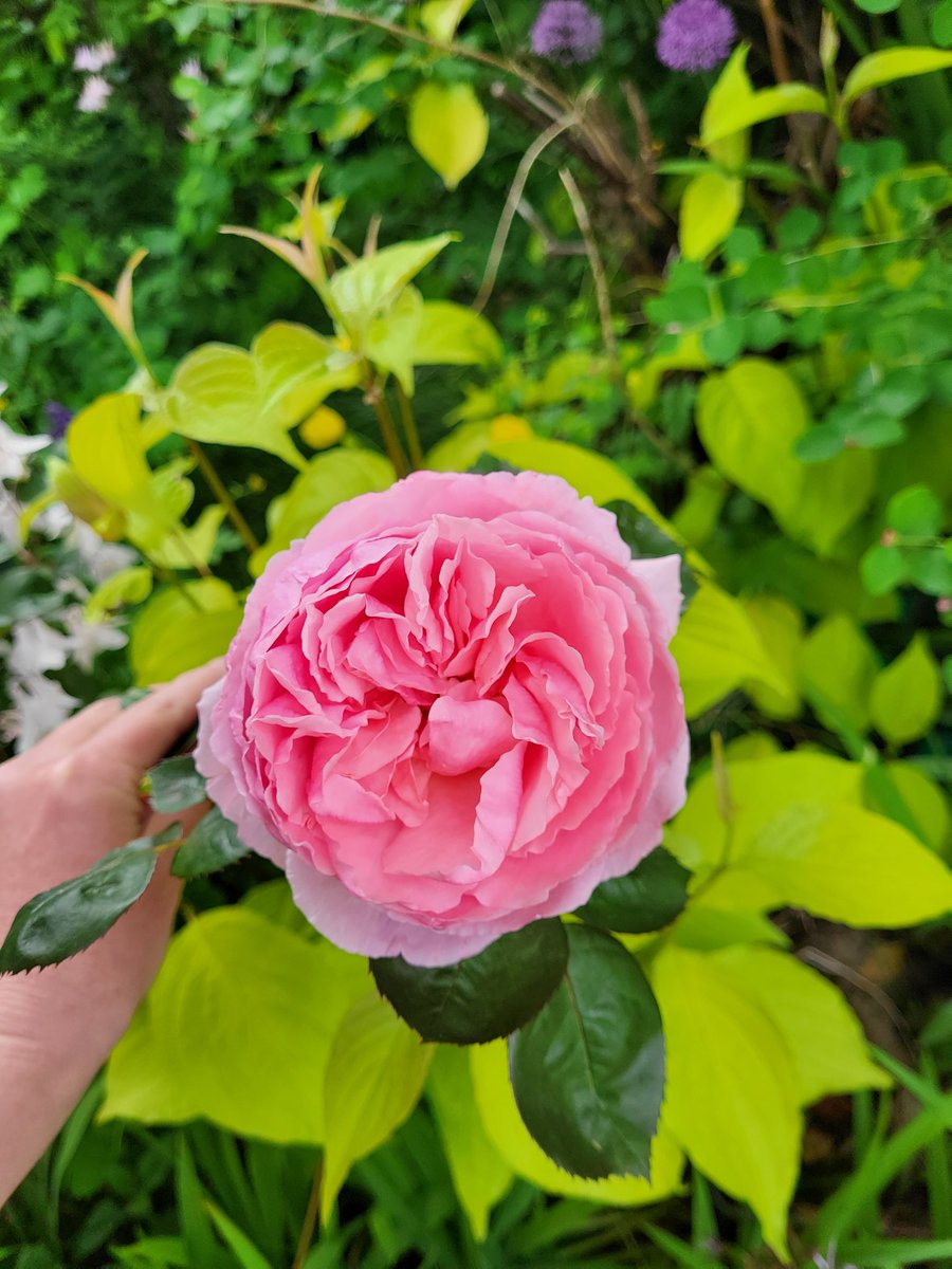 FletcherFoley's tweet photo. Brother Cadfael it's not quite as bright as the picture. #rosewatch https://t.co/6XZdZuJmhm