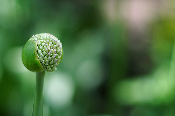 New artwork for sale! - "Full of Buds" - fineartamerica.com/featured/full-… <a href="/fineartamerica/">Fine Art America</a>