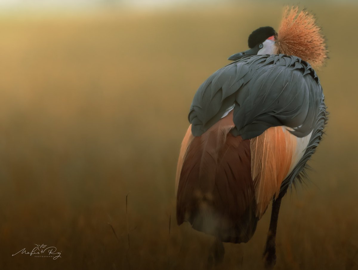 Mohanwildlife's tweet photo. Out of Africa
Grey Crowned Crane
#Singapore
#wild #wildlifephotography #afican #canonphotography #malaysia #photography https://t.co/6iLMI4KiWI