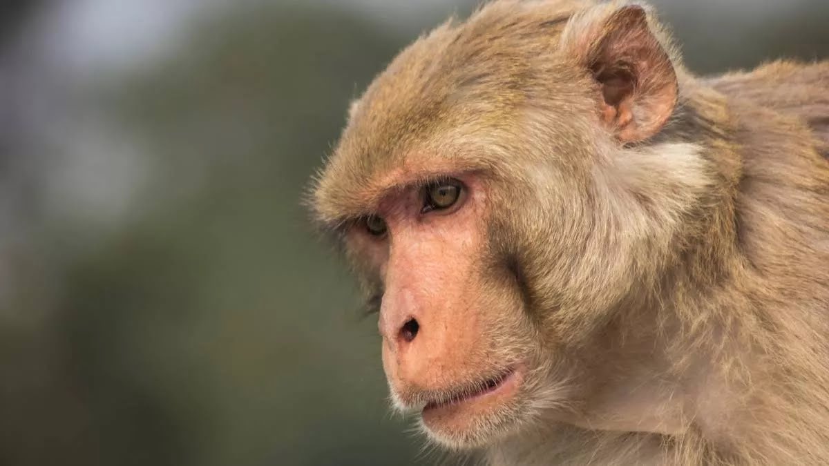 DavidForeroMD's tweet photo. Todo lo que usted debe saber sobre “La #viruela del #mono”.

Es una rara enfermedad #zoonótica identificada por primera vez en 1970 y producida por un #virus endémico de #África que se origina en animales salvajes, como #roedores y #primates y rara vez salta a los humanos. https://t.co/VOzi9n1kBC