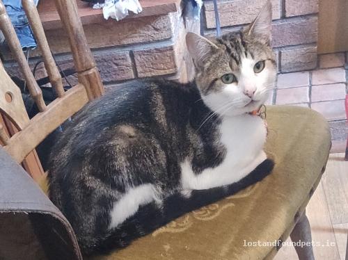 lostfoundpets's tweet photo. A male cat was lost on 18/05/2022 in Capwell, Summerhill South, #Cork https://t.co/UbMZDPaFdi #lpie https://t.co/ogpqwDl0SA