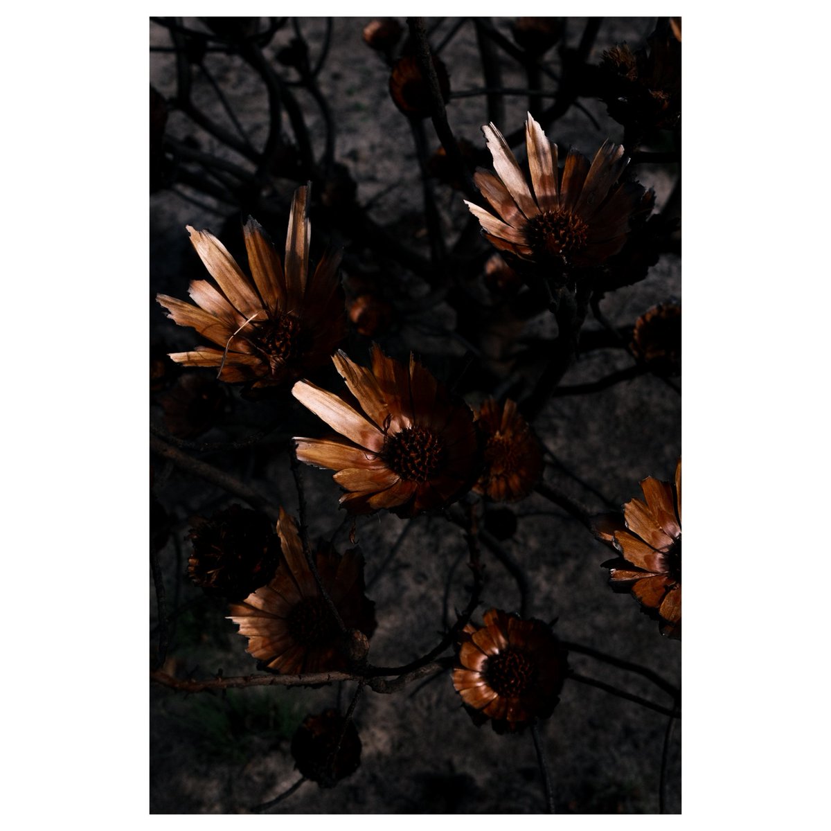 Ian Skene tweet media