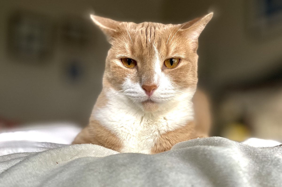 MarbleHoppers's tweet photo. .@catsnkittys     Enjoy your Cat 🐈 #Caturday #CatsOfTwitter #Cat #meow #kitty https://t.co/EXjesd8oHy