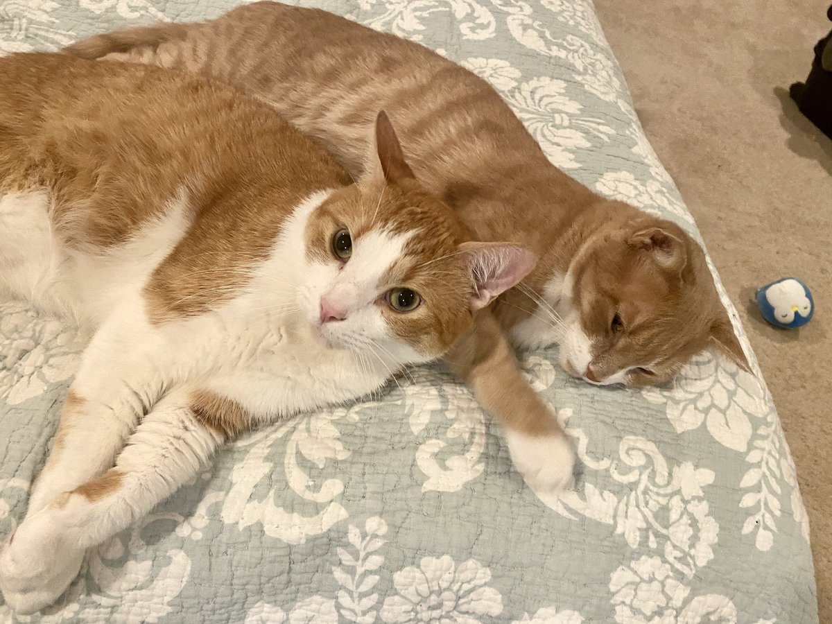 MarbleHoppers's tweet photo. .@catsnkittys     Enjoy your Cat 🐈 #Caturday #CatsOfTwitter #Cat #meow #kitty https://t.co/EXjesd8oHy