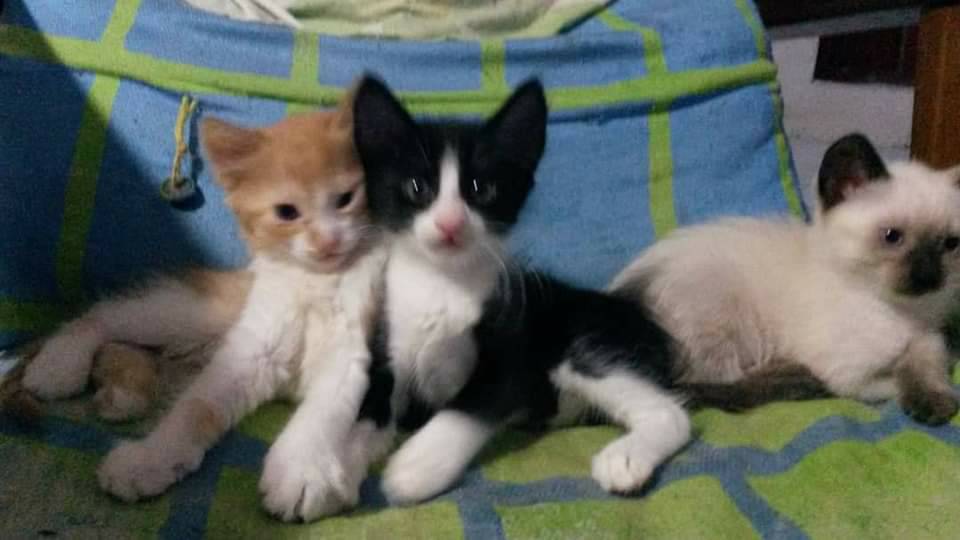PerroUsuario's tweet photo. Gatitos en adopción. La amarillita es  hembra. Caracas. +58 424-2858389. Palo Verde. https://t.co/9bdaSHZ5nN