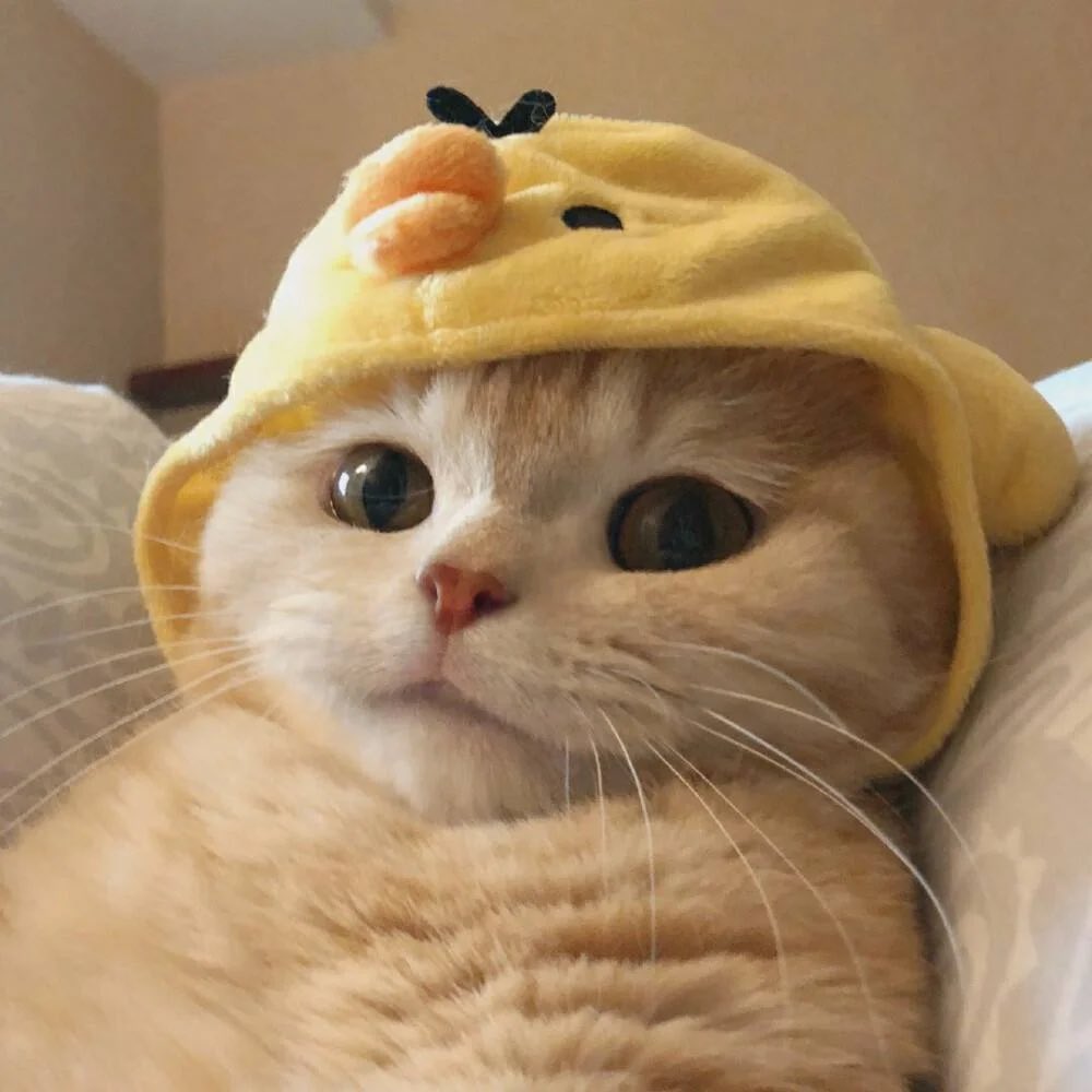 ًً (@huekacats) on Twitter photo 