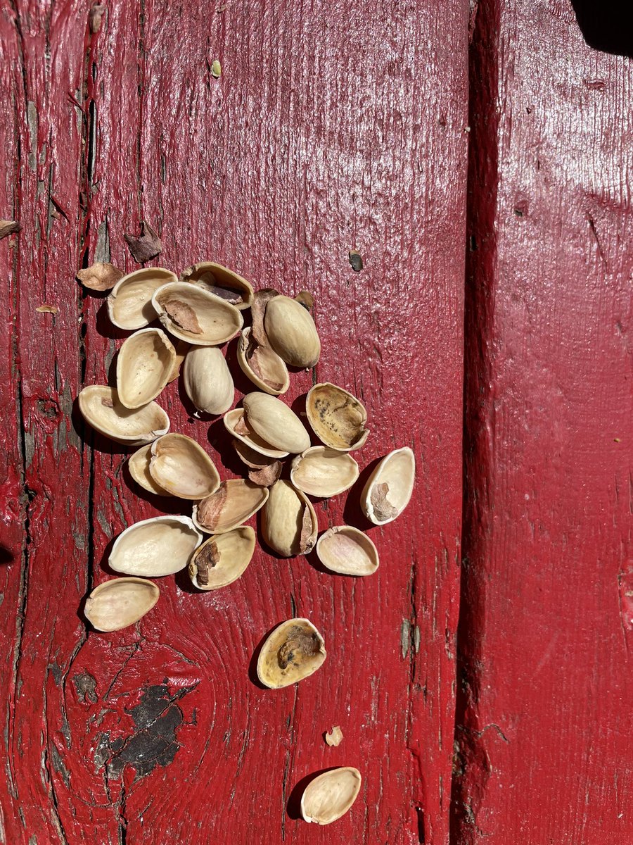 FancyPantsxOx's tweet photo. Was just having some pistachios when I found a maggot stuck to the inside of the shell #regrets #neverbuyingtheseagain #notwonderful #notnuts @WonderfulNuts https://t.co/1mkz3xuuSD