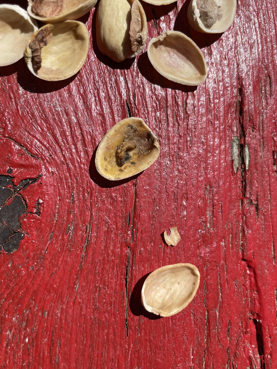 FancyPantsxOx's tweet photo. Was just having some pistachios when I found a maggot stuck to the inside of the shell #regrets #neverbuyingtheseagain #notwonderful #notnuts @WonderfulNuts https://t.co/1mkz3xuuSD