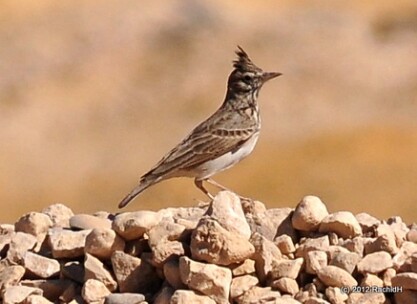 rachidH's tweet photo. #Skylark #Alauda #AlouetteDesChamps #WadiDeglaCanyon #Cairo
Rachid H shared a photo with you from the Flickr app! Check it out:
https://t.co/DtxvMk1zTX https://t.co/AegXQAYvD3