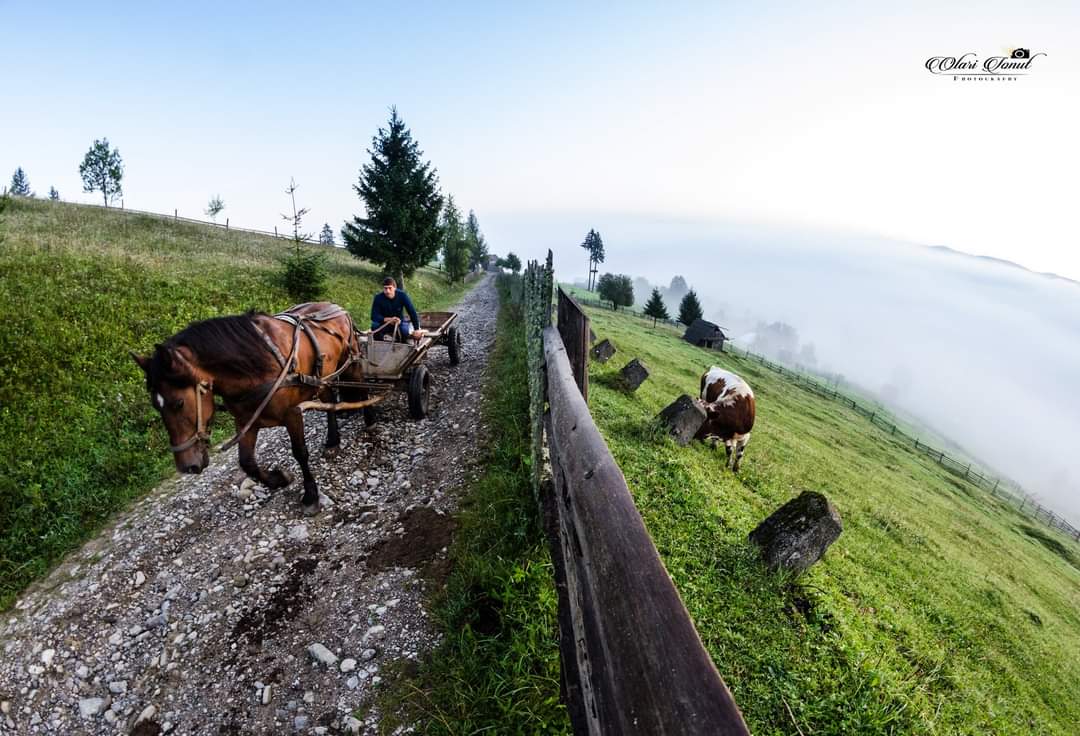 Horse.
.
We regularly have new surprises for our holders! One giveaway happening right now!🔥
Become a holder now:
trust.market/buy/OlariNFT

#nft #nftphotography #photography #elrond #romania #photographyart #elrondnetwork #elrondtech #ElrondCommunity
#nftcommunity