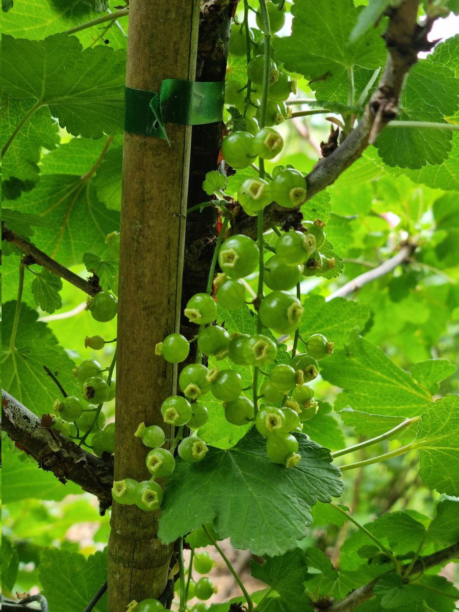 MaaikeWermer's tweet photo. Kruisbessen, aalbessen, blauwe bessen, zwarte bessen...zoet en zuur, ik houd er van. Kijkje achter de bessenschermen van #derodemus in de Krimpenerwaard😋 @Rdamdeboerop dagen. https://t.co/WcFXs29GtG
