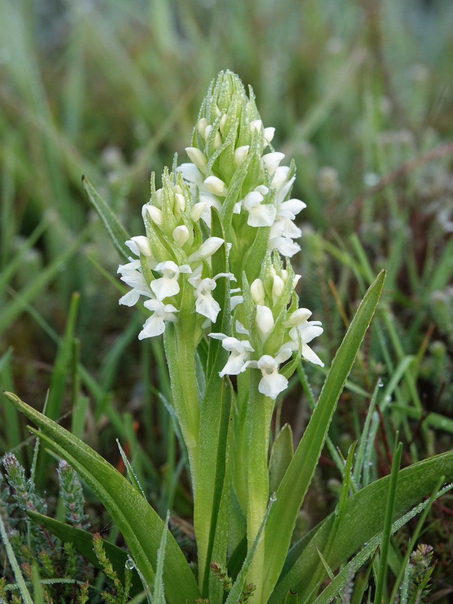 Early Marsh Orchid (Dactylorhiza incarnata var. pulchella) 21.05.22. The New Forest population of this species has a high percentage of pure white plants - often outnumbering the more typical magenta form.
