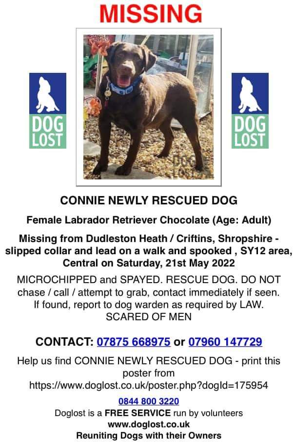JohnDaffern2's tweet photo. ‼️ Please keep an eye out for #MISSING Connie, since 21/5/2022 ‼️
🔺  #DudlestonHeath / #Criftins, #Shropshire - slipped collar and lead on a walk and spooked, #Central (just over border from #Wales)  #SY12 area 
https://t.co/O7mPpJV6HS https://t.co/prG6hVLmQ4