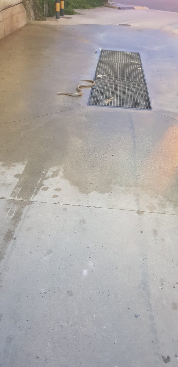 MeteoObarenes's tweet photo. Hemos ido a lavar nuestros coches, en #Valcarce #Hormilla. Apareció una serpiente, que salió de las zarzas, se refresco y se marcho por donde vino. 🐍🐍 https://t.co/BLCdBOo5UX