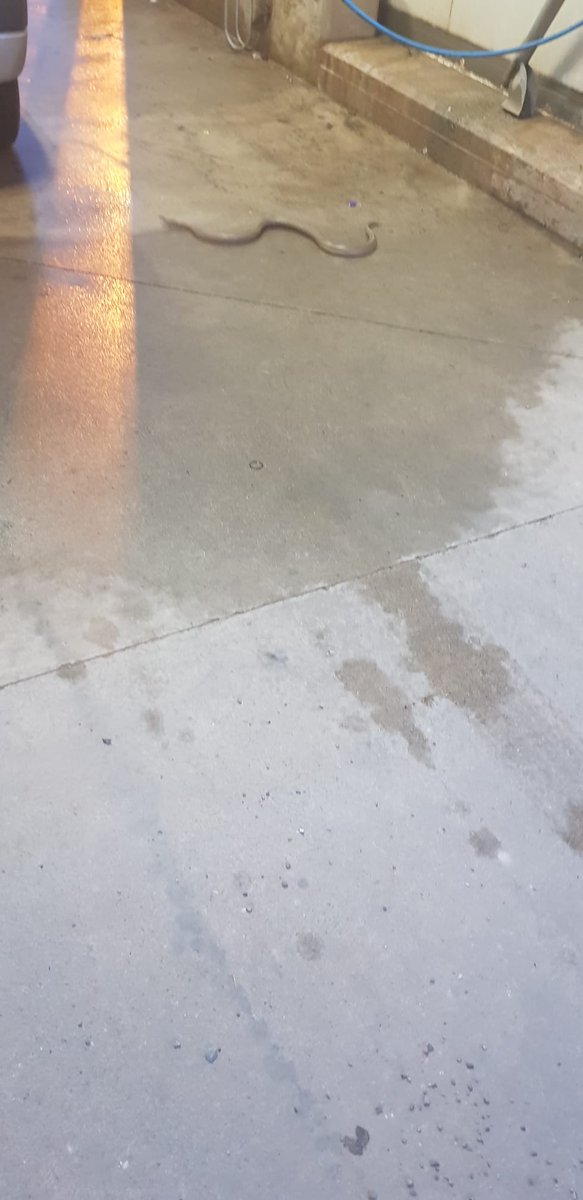 MeteoObarenes's tweet photo. Hemos ido a lavar nuestros coches, en #Valcarce #Hormilla. Apareció una serpiente, que salió de las zarzas, se refresco y se marcho por donde vino. 🐍🐍 https://t.co/BLCdBOo5UX