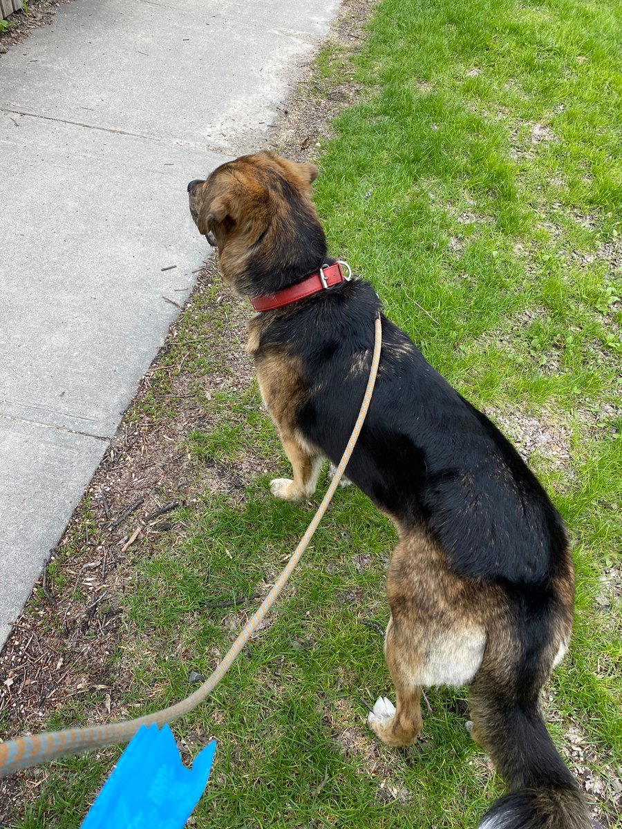 Georgie my walking doggie enjoying his walk with me today! :)