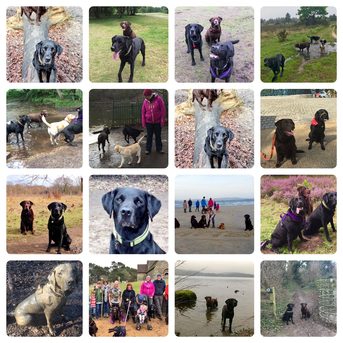 Ma bestie <a href="/Dougal_the_Lab/">Dougal the Lab</a> do be 14 today #seniorpup #DogsofTwittter #blacklab #Dougalis14 😊💜