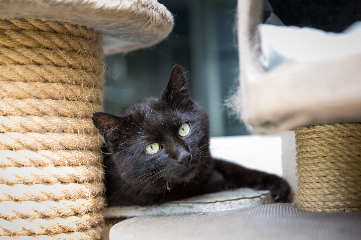 Katzenhilfe Karlsruhe e.V. tweet media