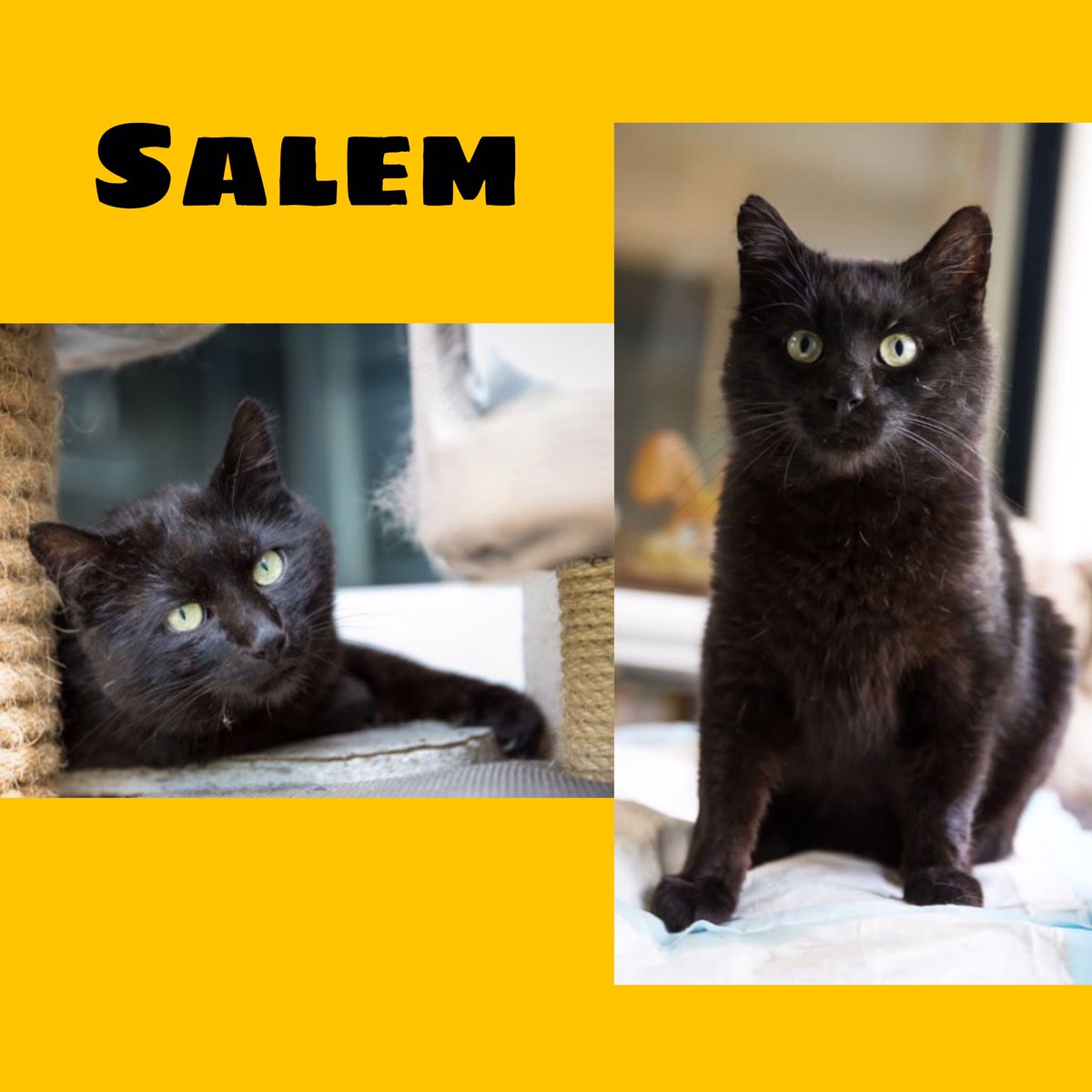 Katzenhilfe Karlsruhe e.V. tweet media